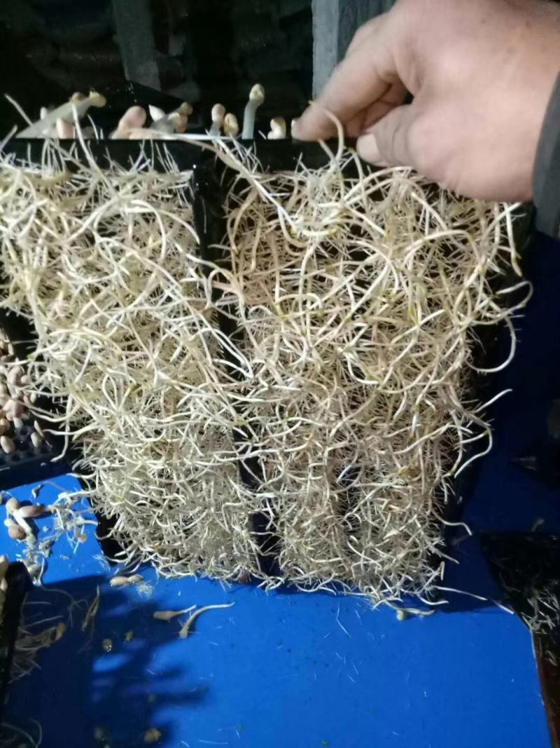 花生芽芽苗类新鲜花生苗白藜芦醇营养蔬菜无农药水培