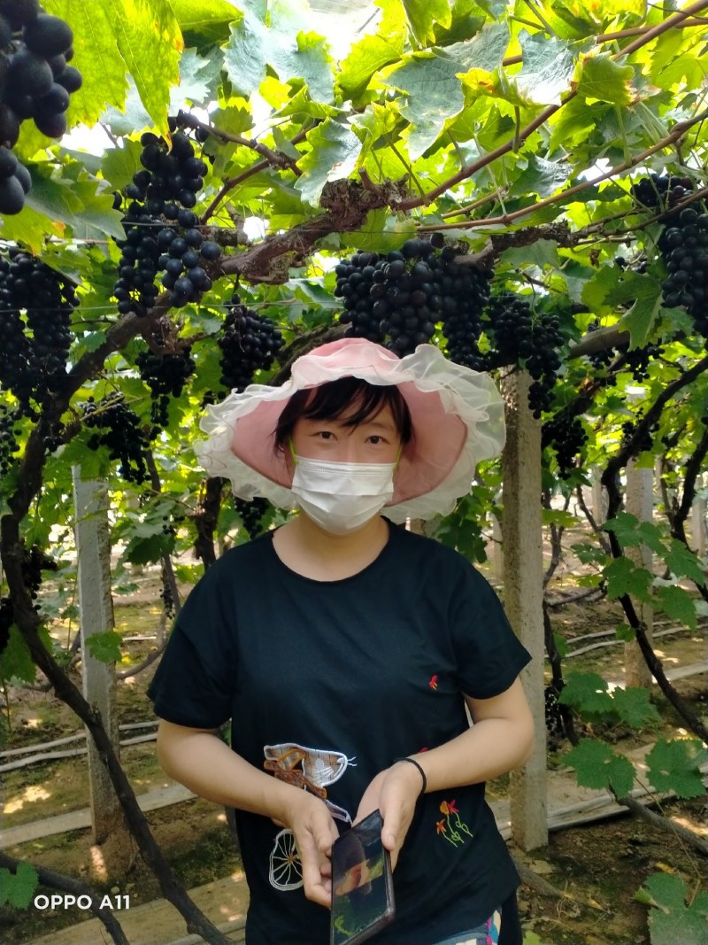 玫瑰香大量上市，质量好，口好甜，需要的在一亩田联系我
