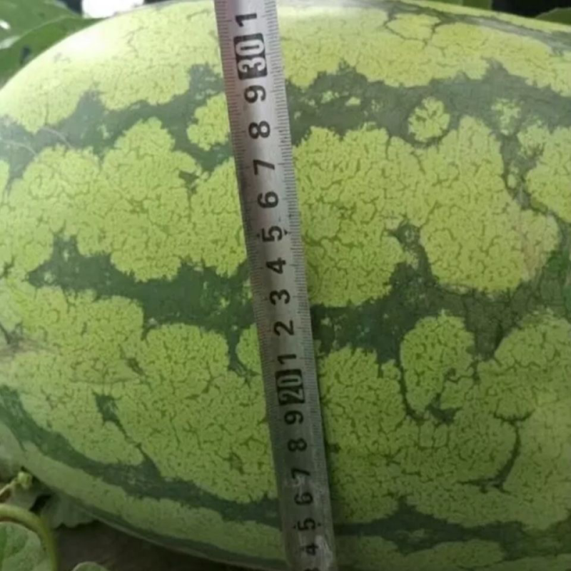 【金城5号西瓜】陕西地直发皮薄肉厚口感好大量现货可发全