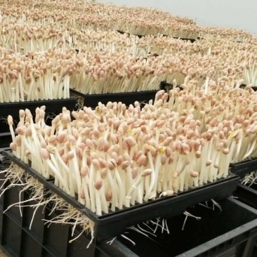 花生芽芽苗类新鲜花生苗白藜芦醇营养蔬菜无农药水培