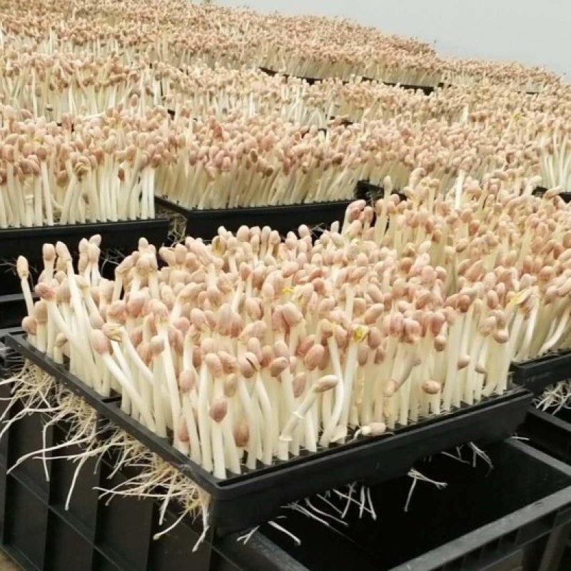 花生芽芽苗类新鲜花生苗白藜芦醇营养蔬菜无农药水培