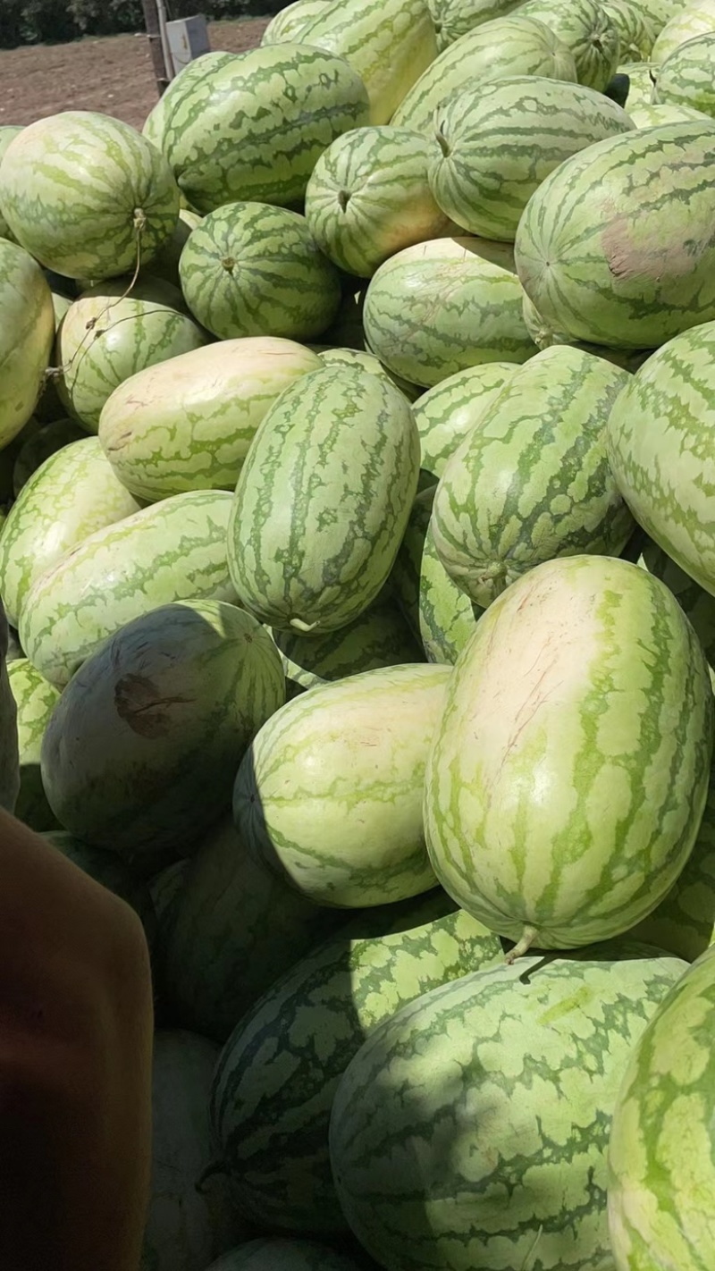 【金城5号西瓜】陕西地直发皮薄肉厚口感好大量现货可发全