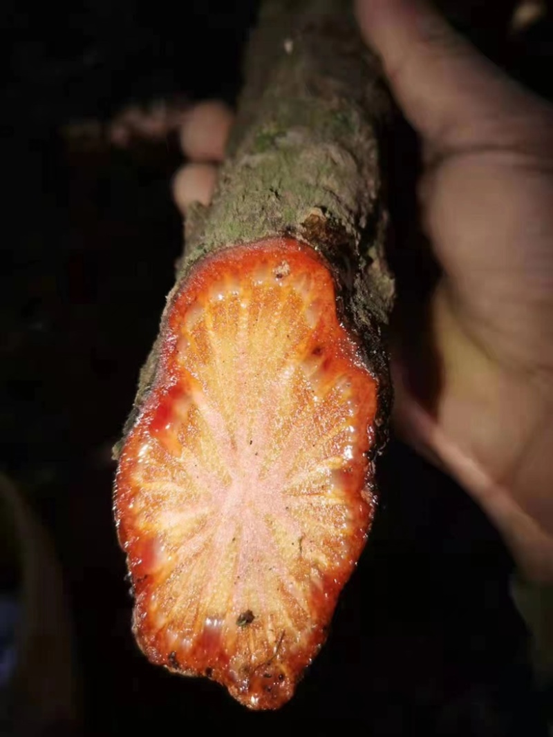 跑江湖摆地摊，血通，红藤，大血藤，大红藤。血塞通。路路通