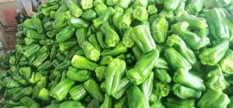 【绿皮尖椒】黄皮尖椒，太空椒，螺丝椒，一手货源，产地直销