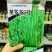欧兰德荚多多2号豇豆种子肉厚纤维少嫩绿光泽长豆角种子