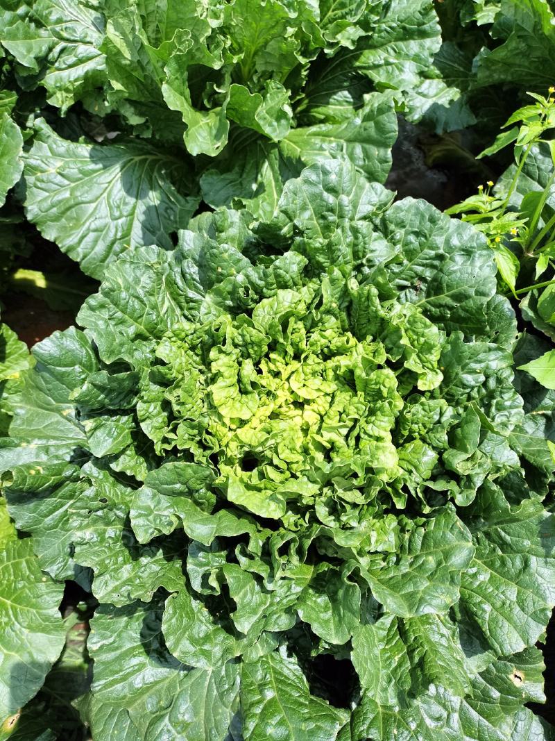 精品白菜