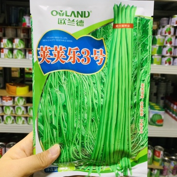 肉厚荚条油绿豇豆种子荚荚乐3号长豆角种子翠绿条不易老化