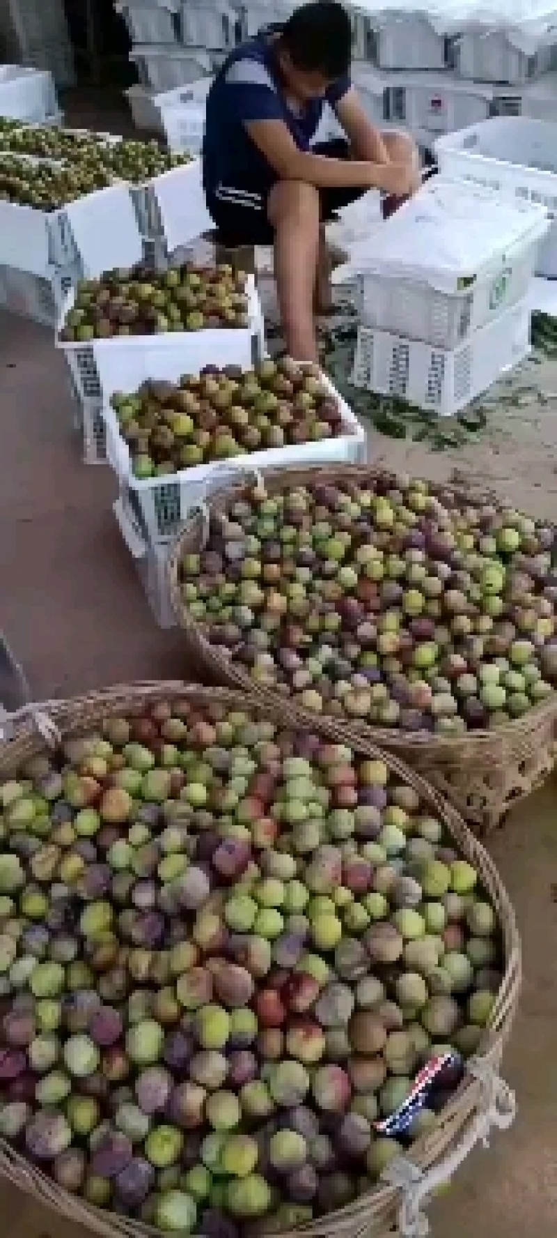 半边红李子质量有保障，物流全国发货，速度快发货速度快，包
