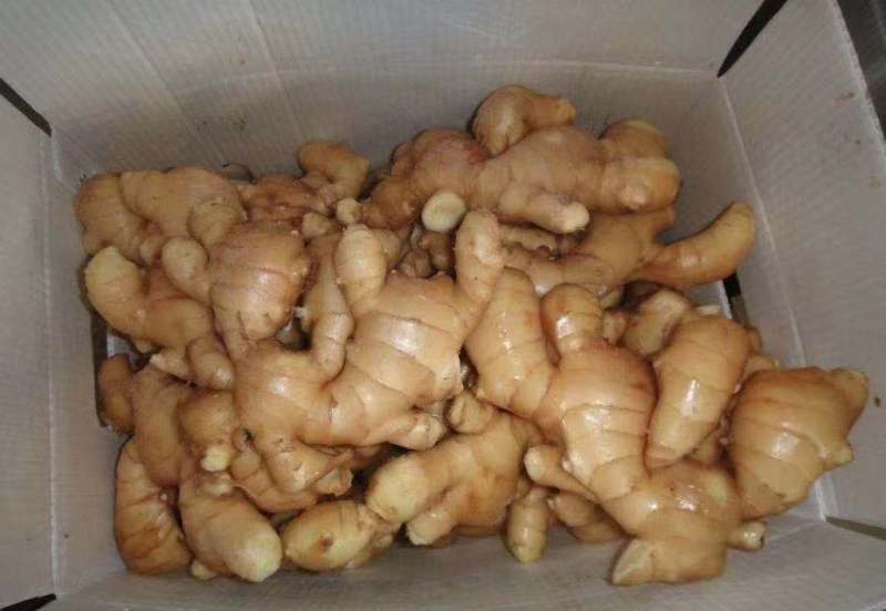 【精品】山东生姜大黄姜大量现货供应全国发货品质保证