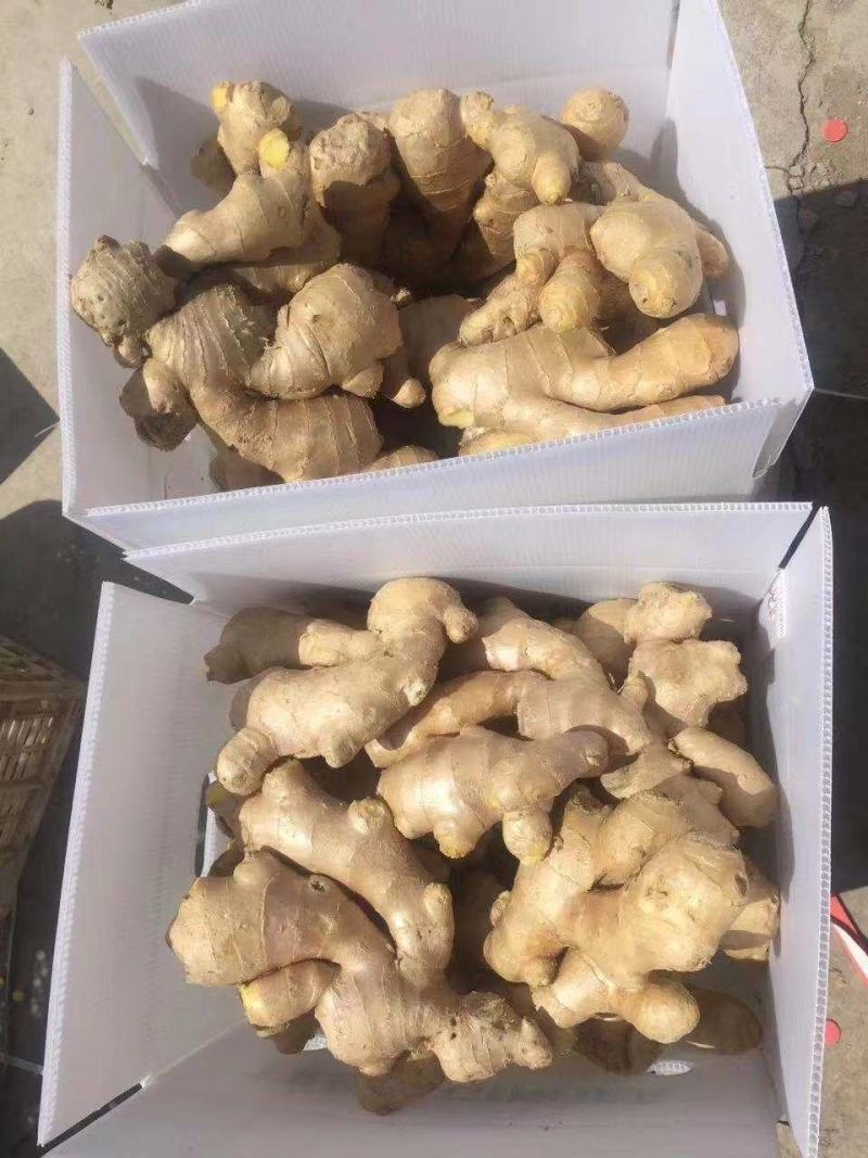 【精品】山东生姜大黄姜大量现货供应全国发货品质保证