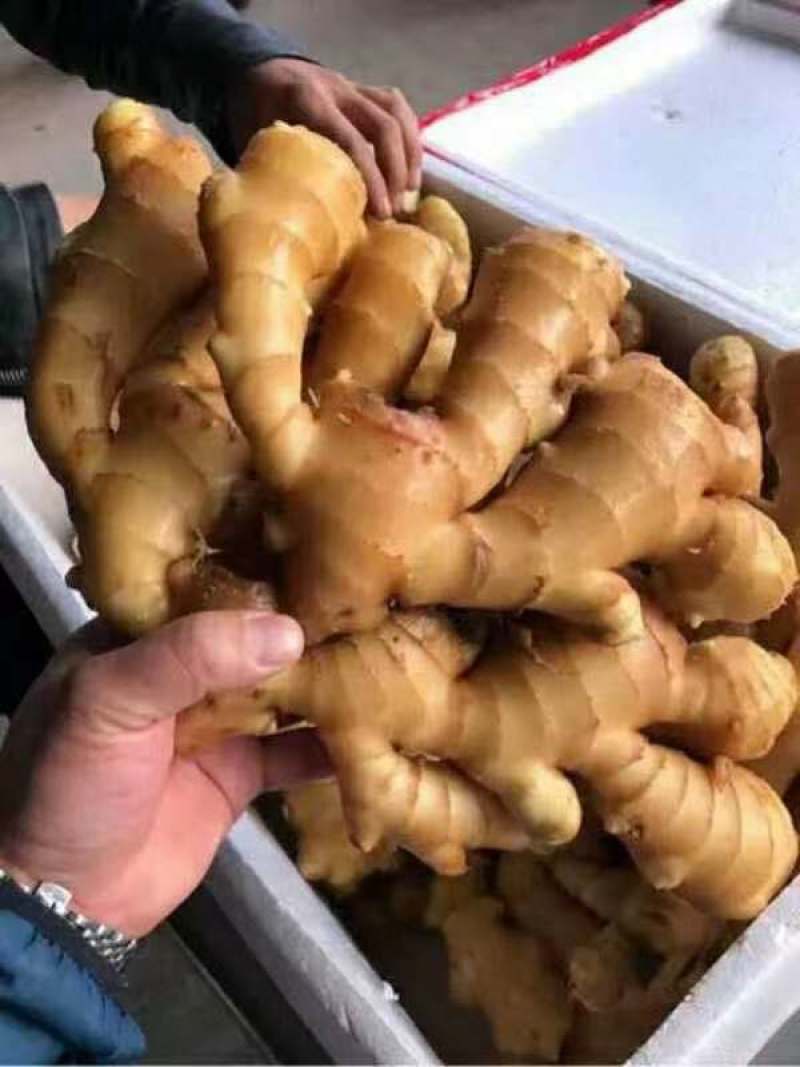 【精品】山东生姜大黄姜大量现货供应全国发货品质保证