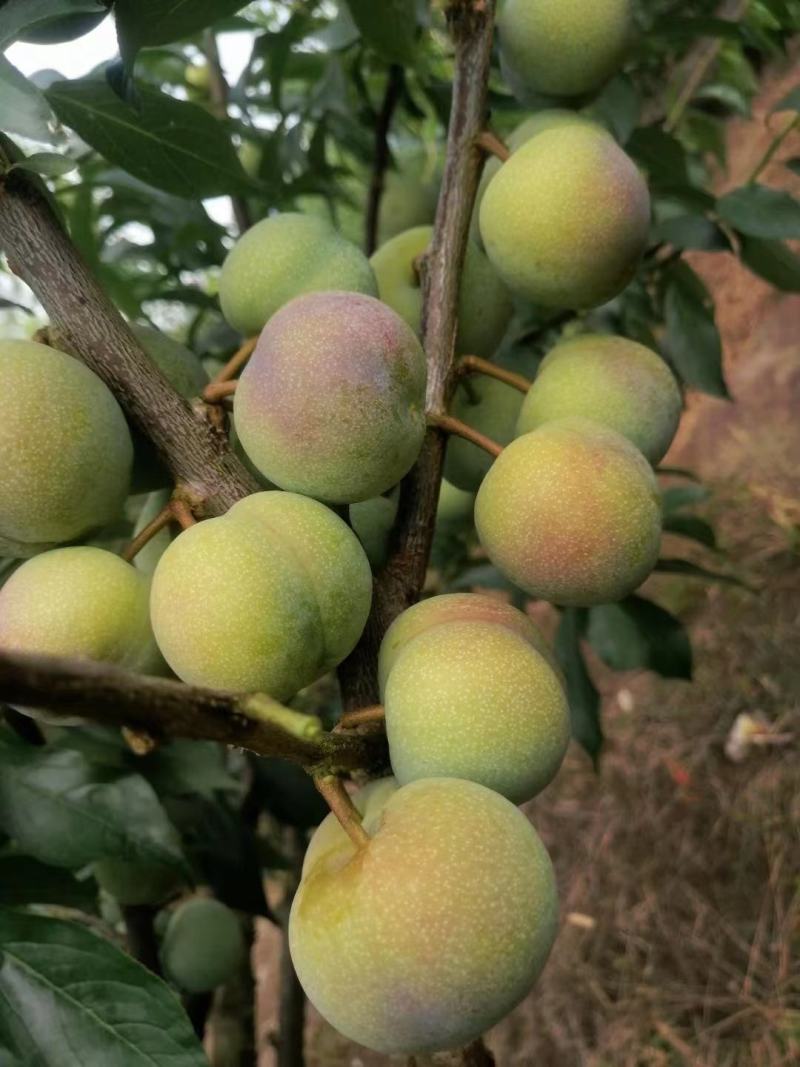 产地四川，口感脆甜，老少皆宜，糖度15需要联系我，货源充