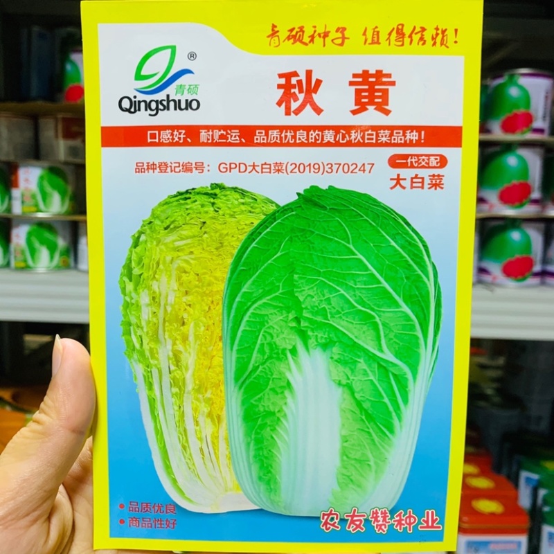 秋黄口感好耐贮运黄心秋白菜种子半叠抱黄心大白菜种子中熟