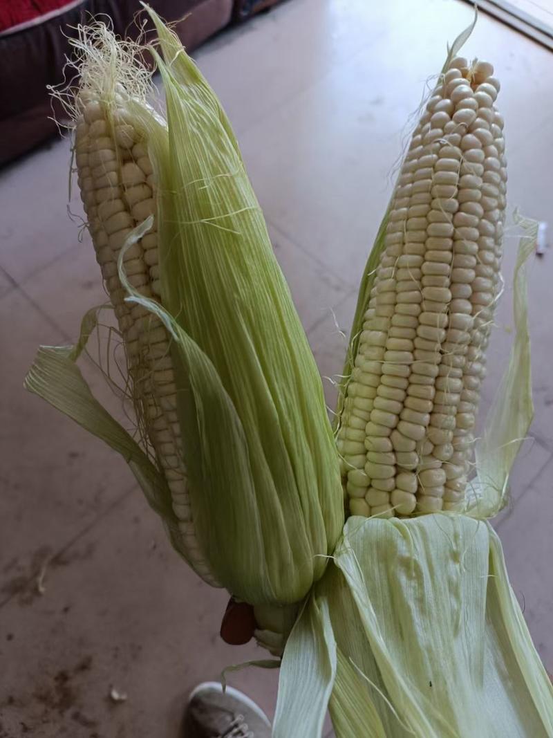 青州玉米基地，糯玉米大量上市全国发货价格实惠对接全国