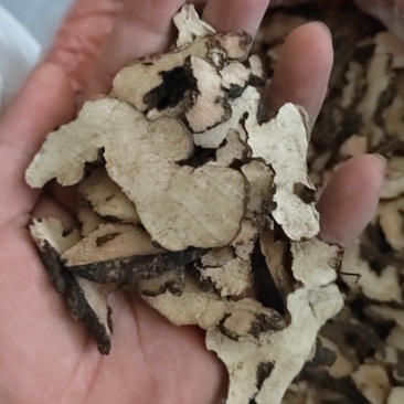 猪苓猪苓片鲁舜泽中药材商行诚信经营全国发货