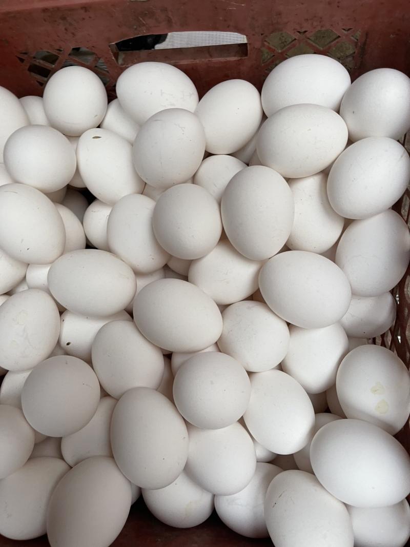 大量出售白壳鸡蛋