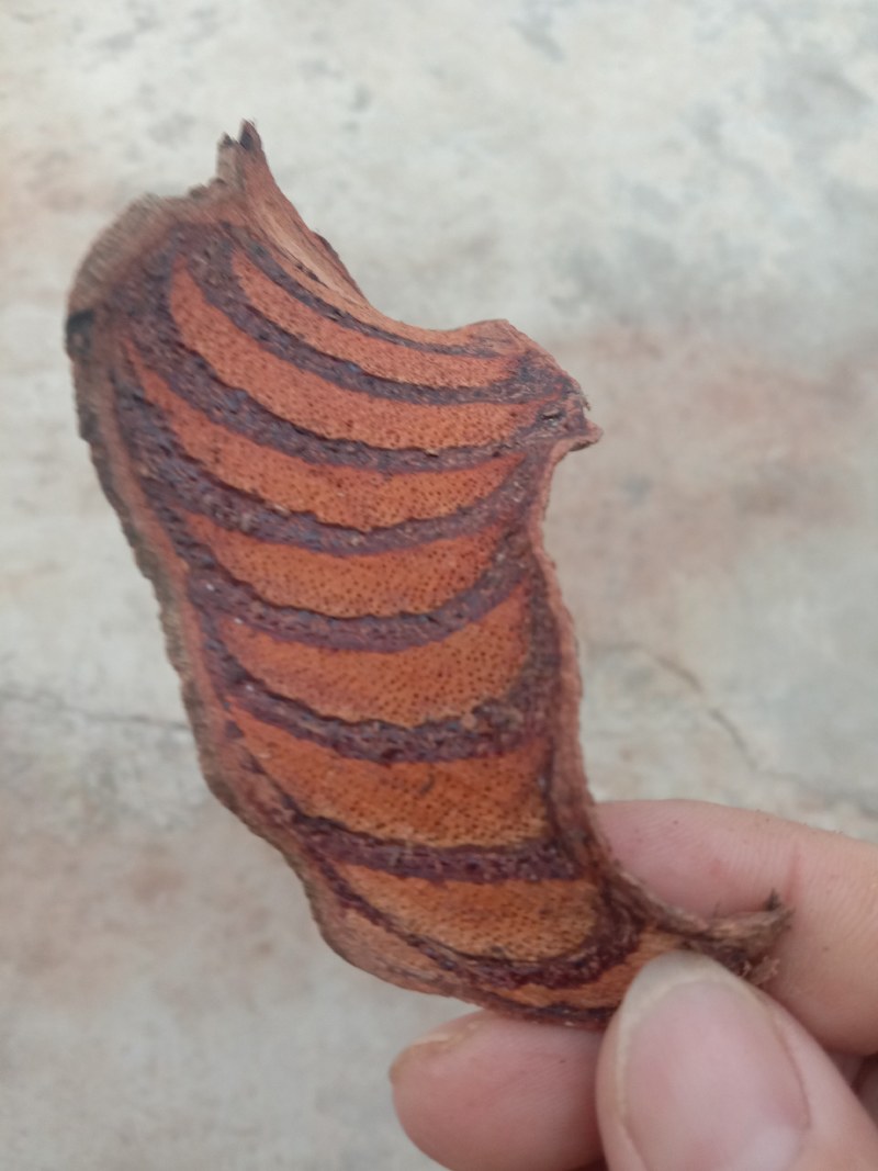 鸡血藤，野生鸡血藤，机切片，统片，含量达标