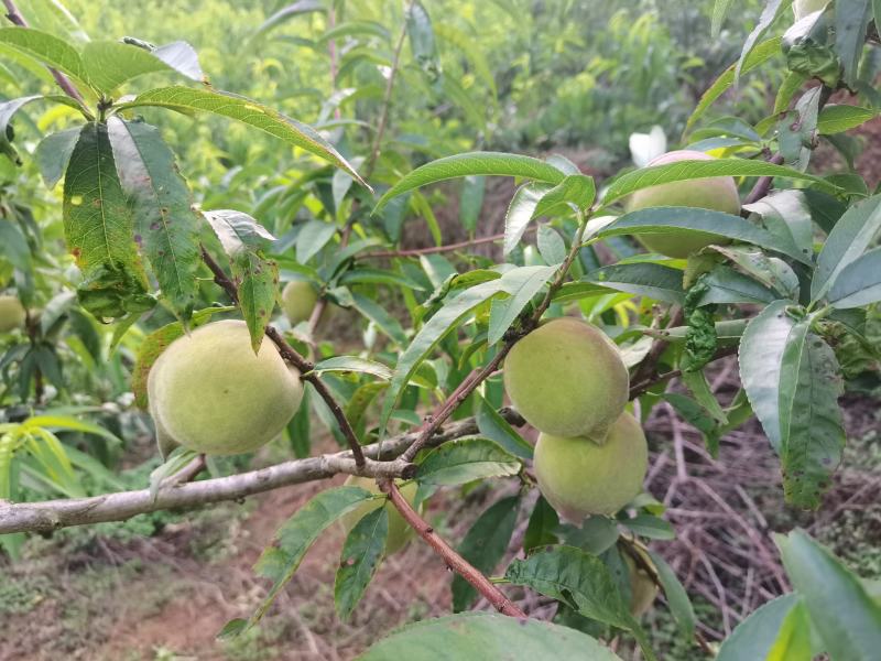 皮薄汁多，脆甜