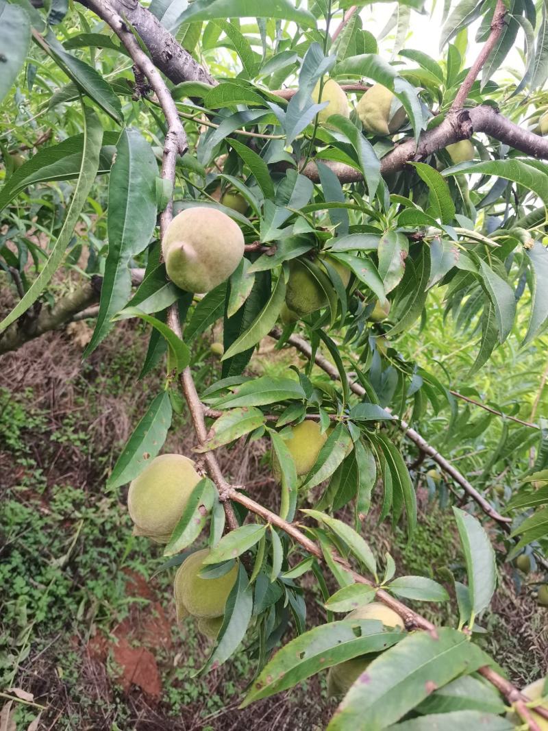 皮薄汁多，脆甜