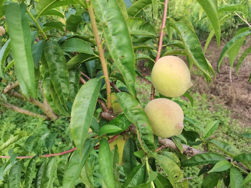 皮薄汁多，脆甜