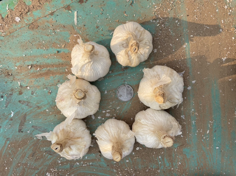 蒜苔和菠菜能否一起吃