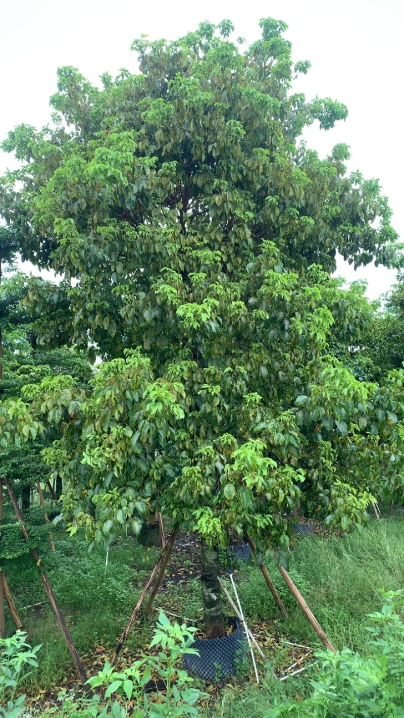 秋枫12-15-17-18-20各种规格