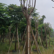 红花风铃木福建风铃木种植基地广东风铃木批发苗农直销