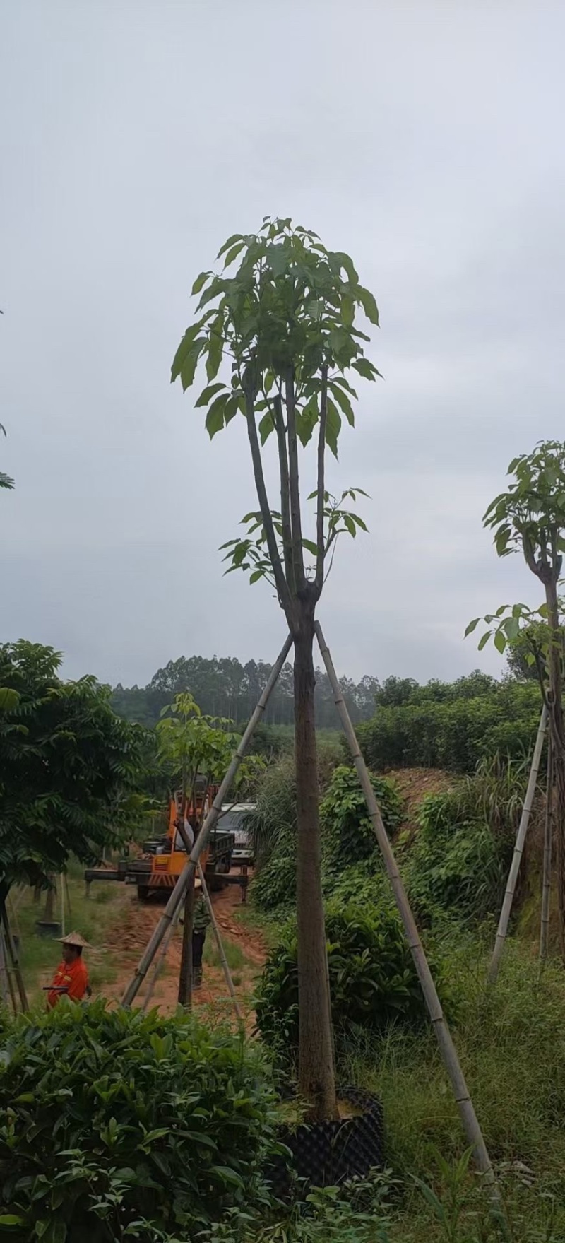红花风铃木福建风铃木种植基地广东风铃木批发苗农直销