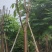 红花风铃木福建风铃木种植基地广东风铃木批发苗农直销