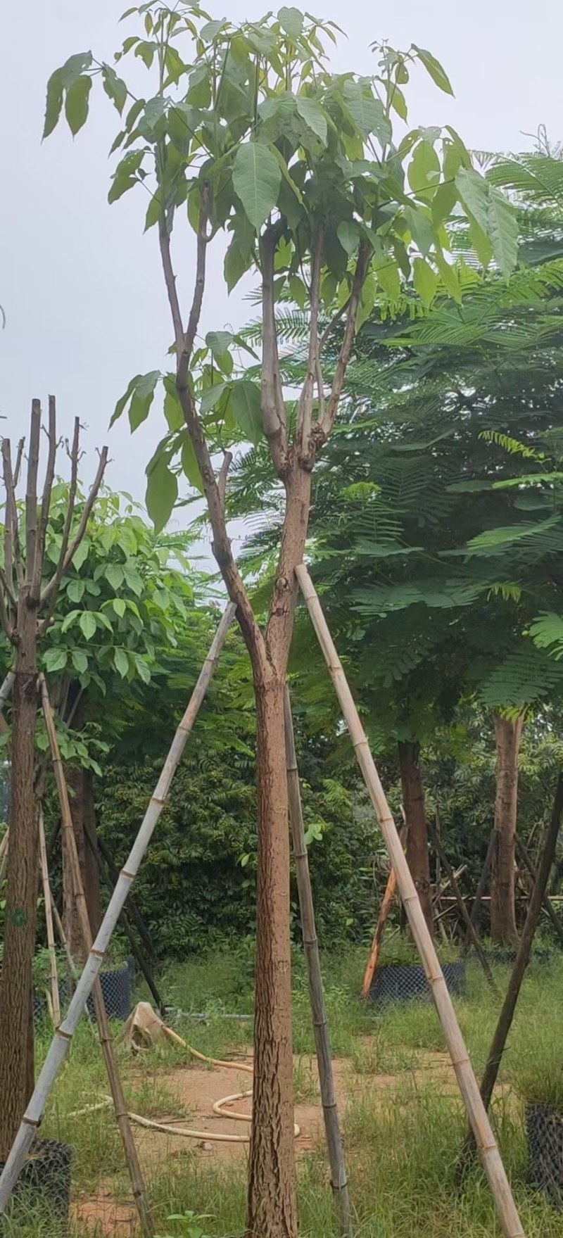 红花风铃木福建风铃木种植基地广东风铃木批发苗农直销