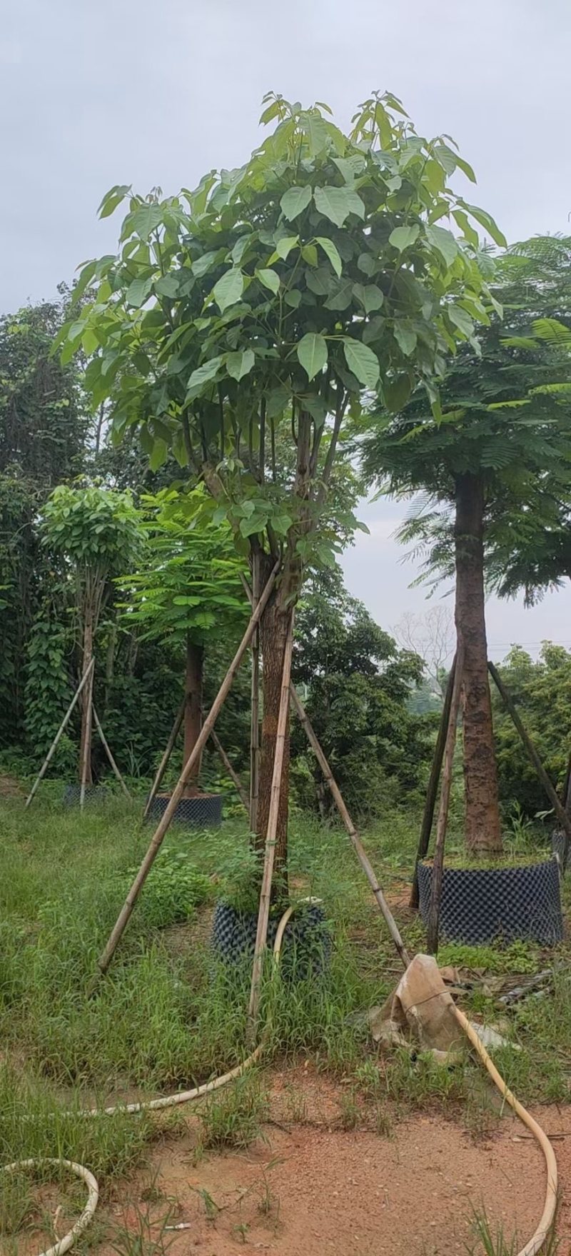红花风铃木福建风铃木种植基地广东风铃木批发苗农直销