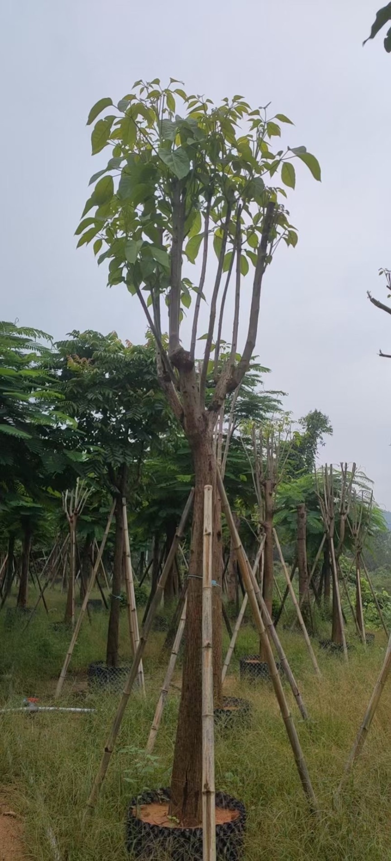 红花风铃木福建风铃木种植基地广东风铃木批发苗农直销