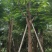 红花风铃木福建风铃木种植基地广东风铃木批发苗农直销