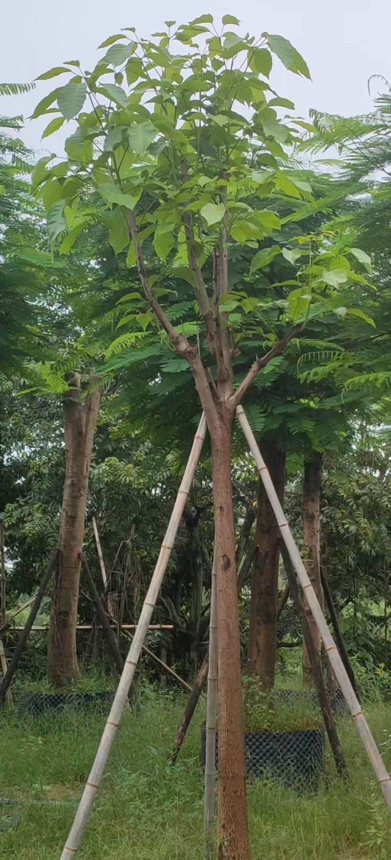 红花风铃木福建风铃木种植基地广东风铃木批发苗农直销
