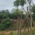 红花风铃木福建风铃木种植基地广东风铃木批发苗农直销