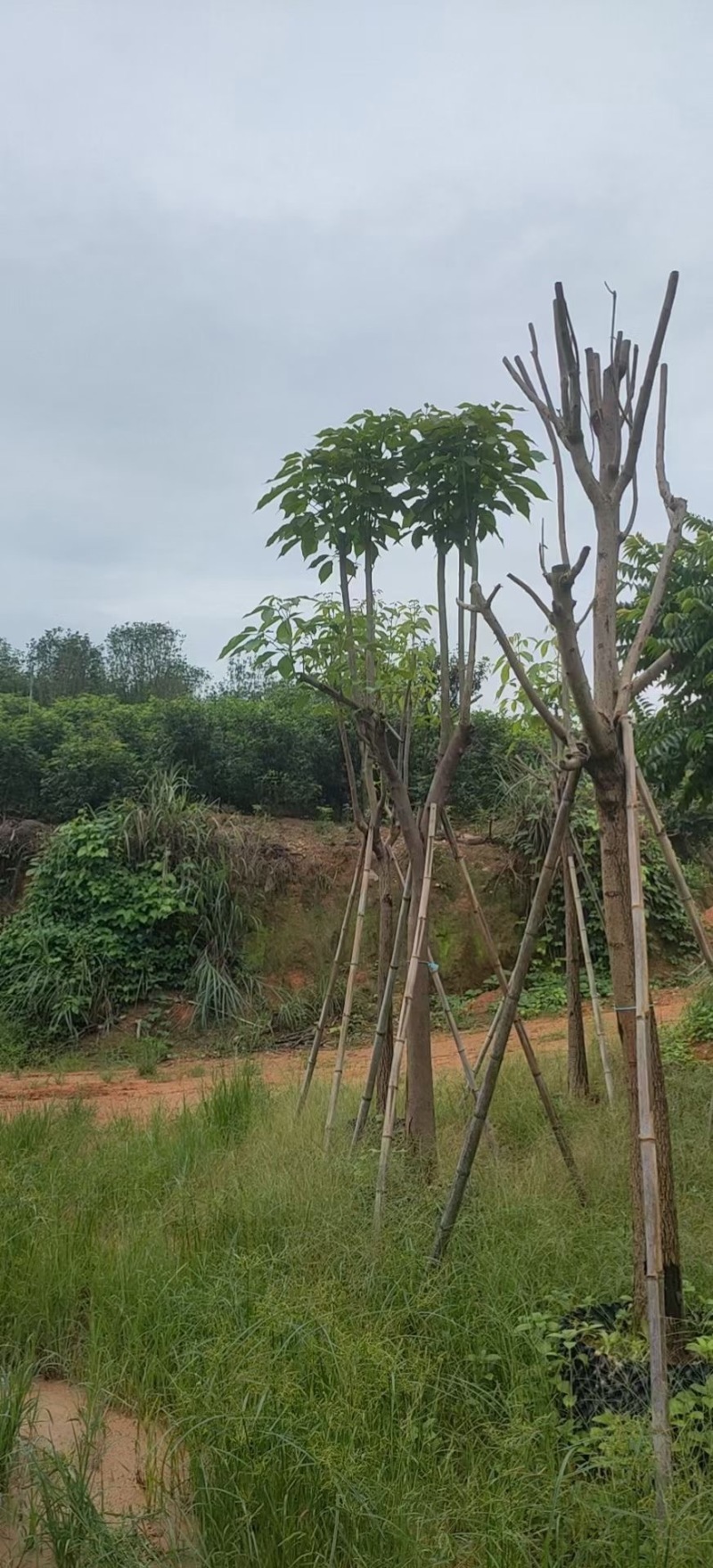 红花风铃木福建风铃木种植基地广东风铃木批发苗农直销