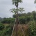 红花风铃木福建风铃木种植基地广东风铃木批发苗农直销