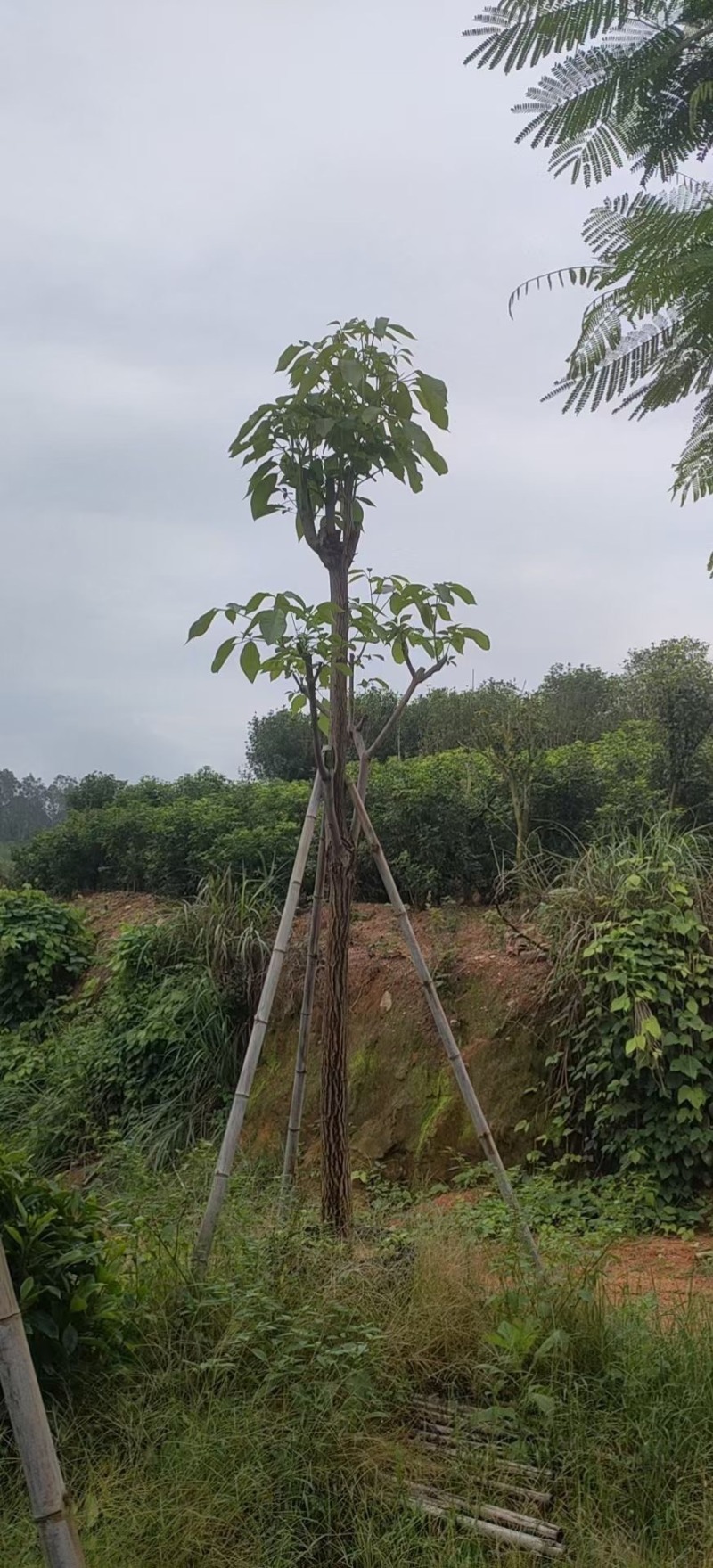红花风铃木福建风铃木种植基地广东风铃木批发苗农直销