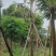 红花风铃木福建风铃木种植基地广东风铃木批发苗农直销