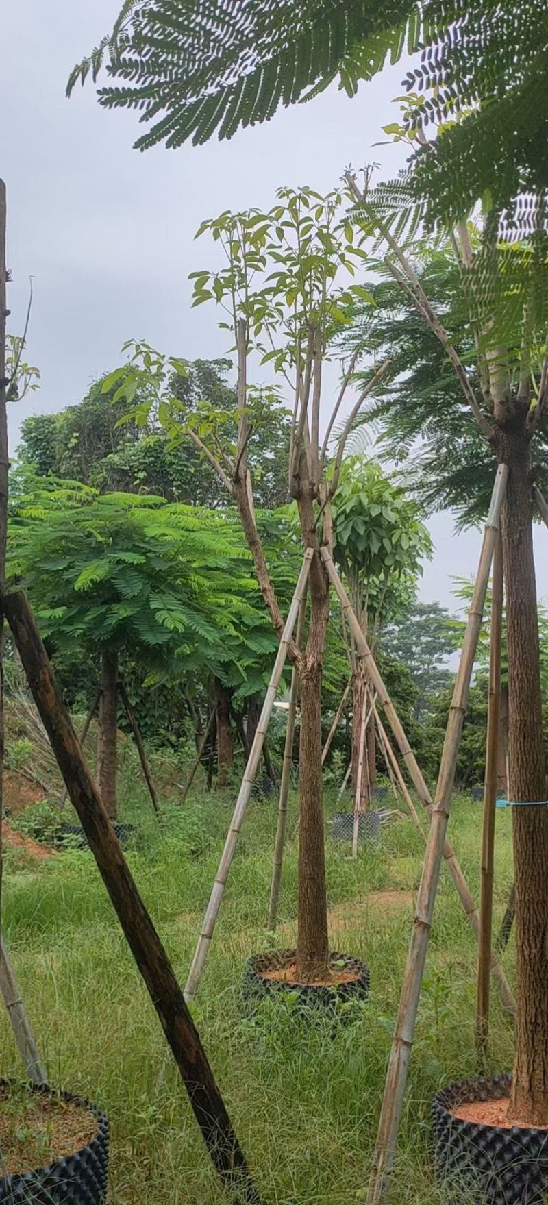 红花风铃木福建风铃木种植基地广东风铃木批发苗农直销