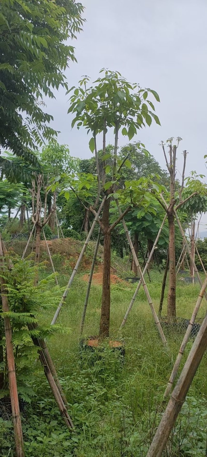 红花风铃木福建风铃木种植基地广东风铃木批发苗农直销