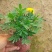 孔雀草