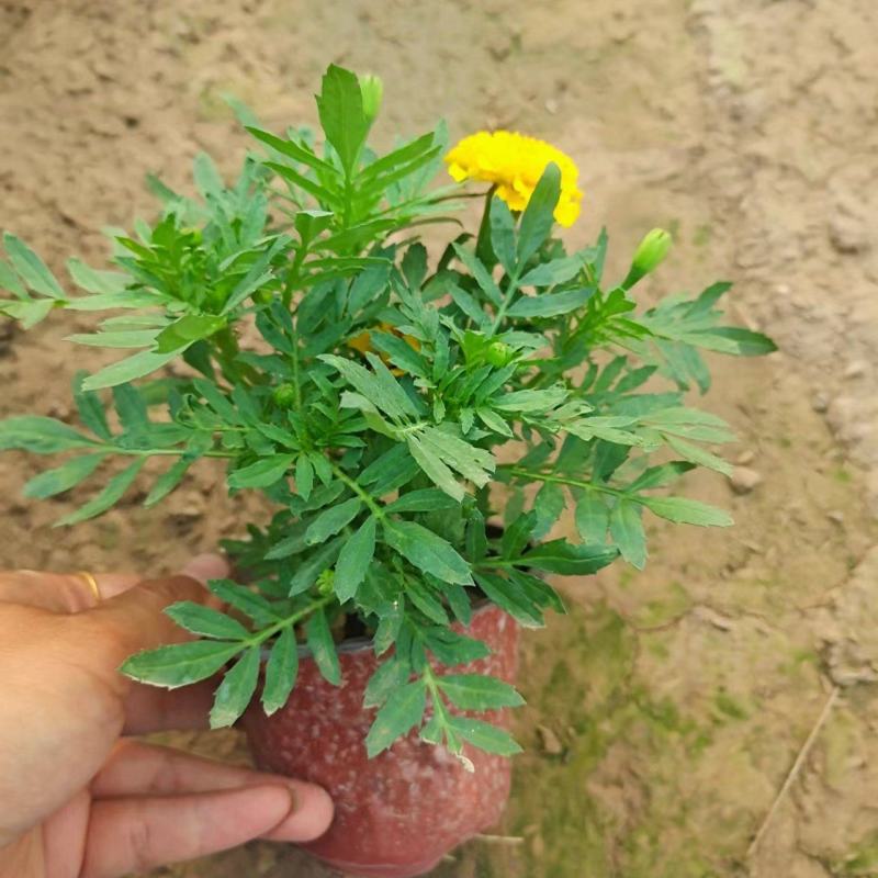 孔雀草