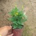 孔雀草