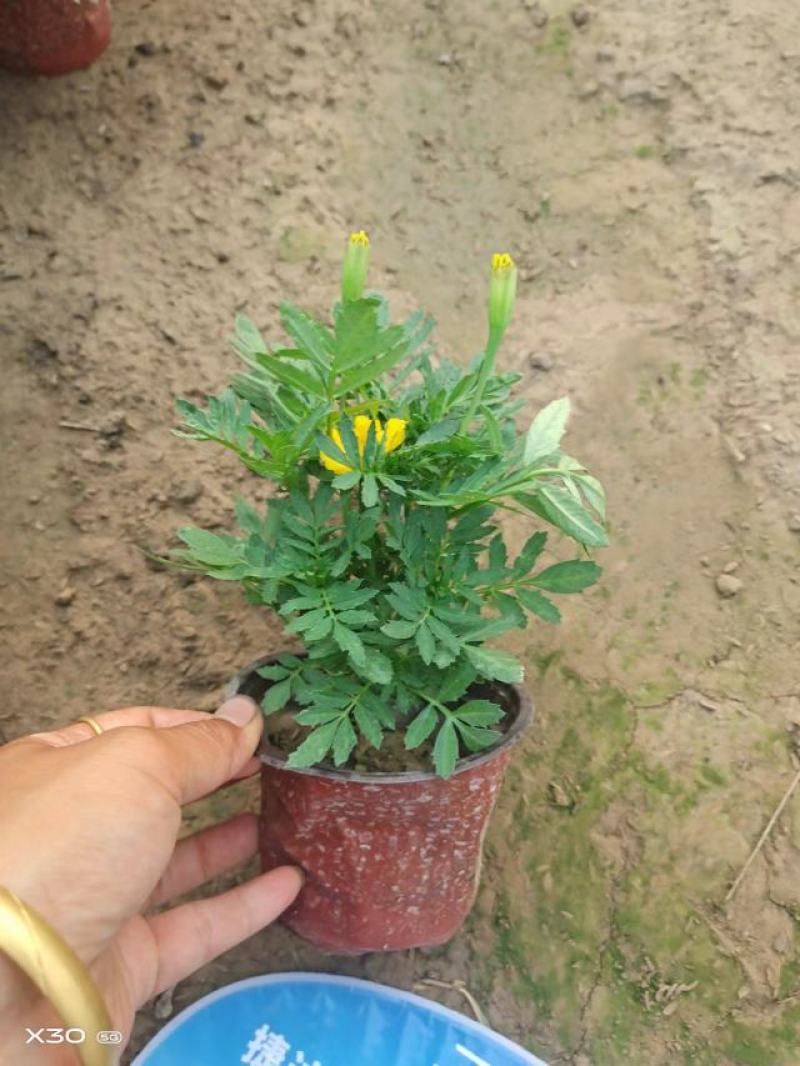 孔雀草