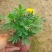 孔雀草