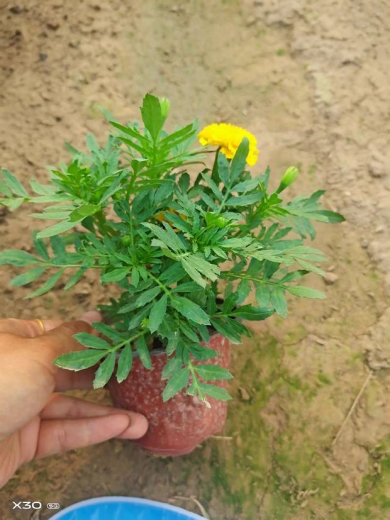 孔雀草