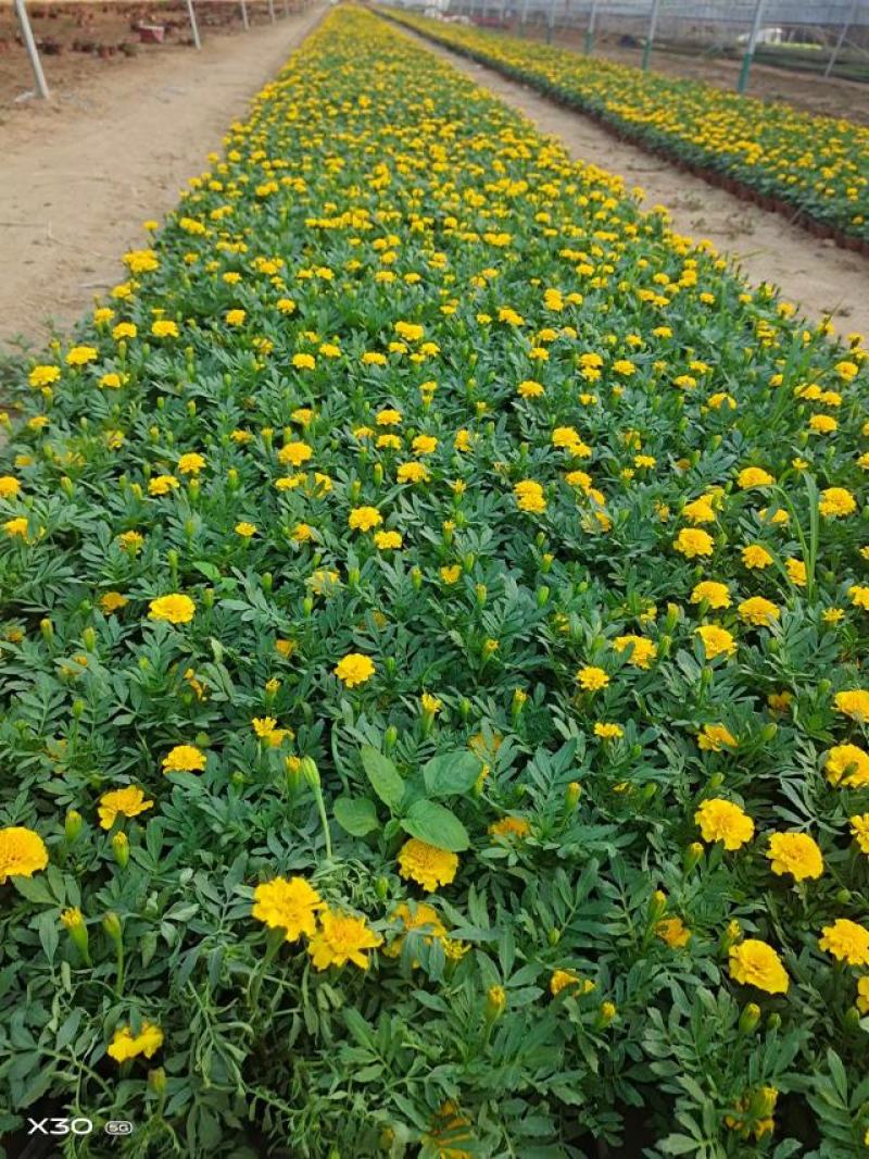 孔雀草