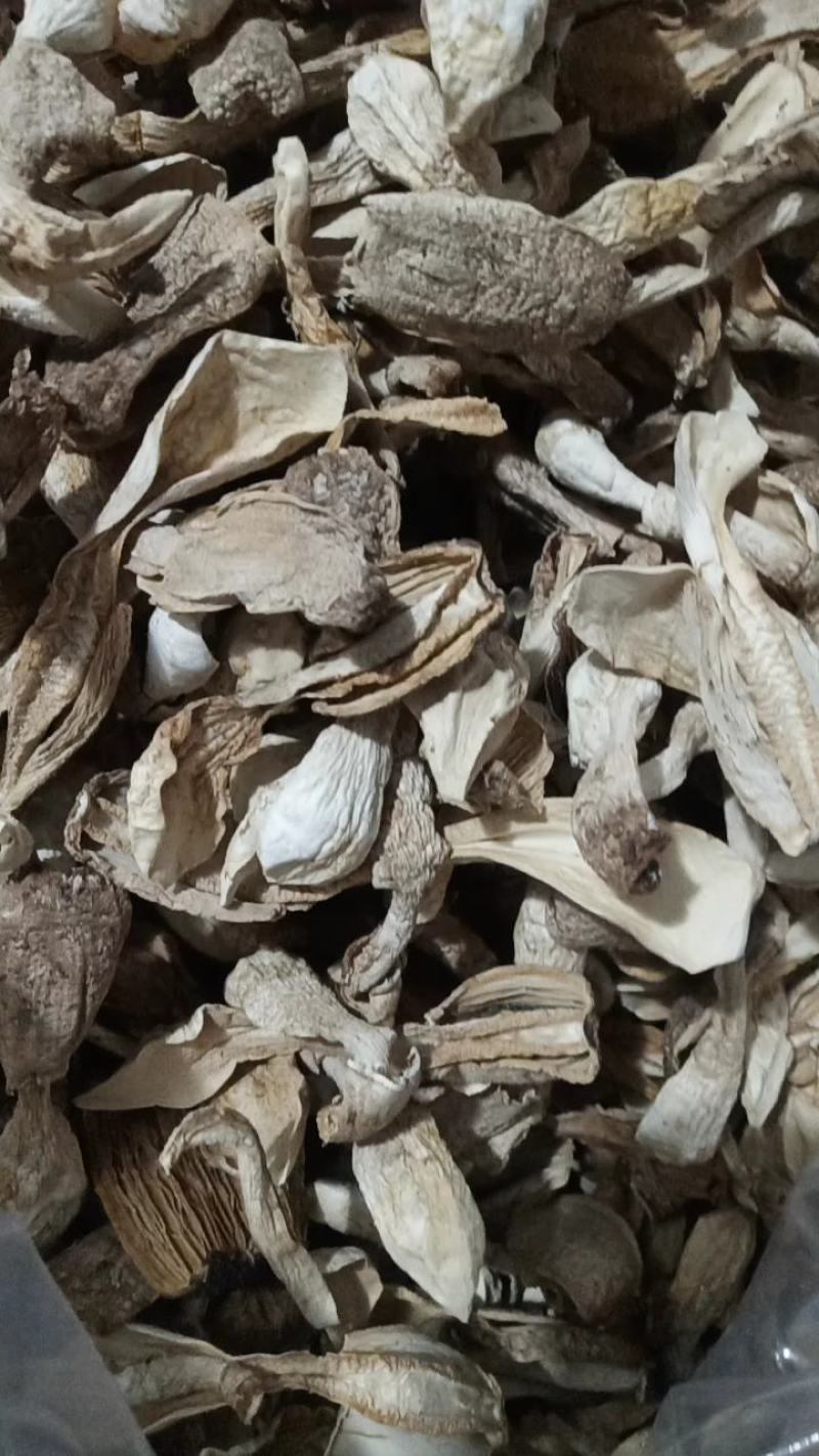 自种干草菇，质优价廉，一首货源，没有中间商。
