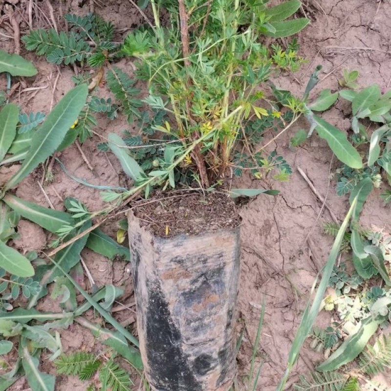金露梅，银露梅，规格齐全高原种植